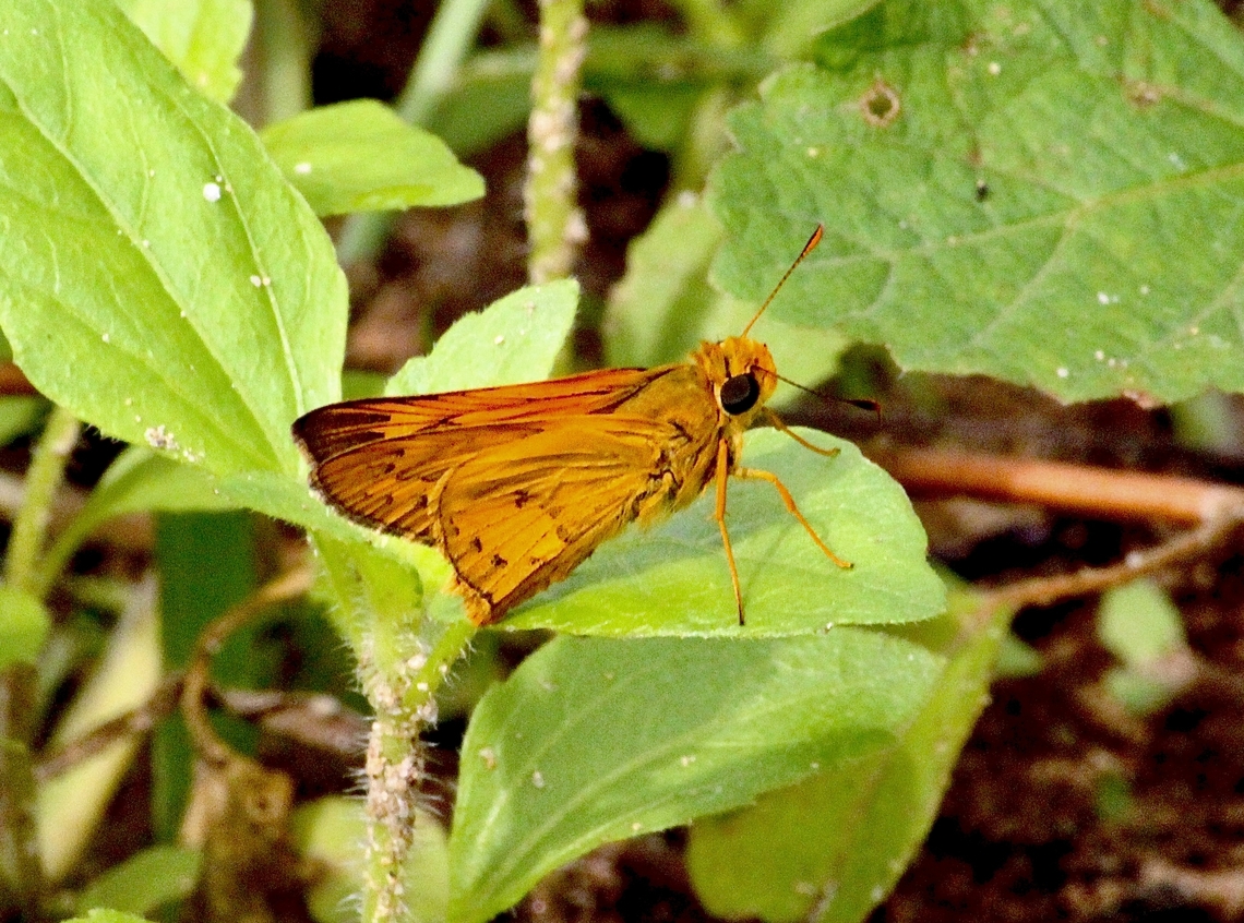 Bright-orange Darter - Telicota augias  Bright-orange Darter,Geotagged,Summer,Telicota augias,Vietnam
