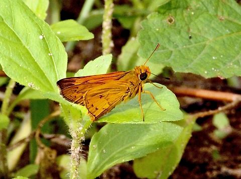 Bright-orange Darter - Telicota augias  Bright-orange Darter,Geotagged,Summer,Telicota augias,Vietnam