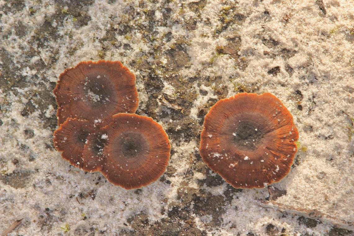 Coltricia australica  Australia,Coltricia australica,Geotagged,Winter