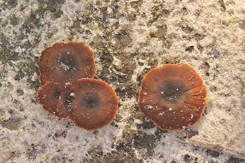 Coltricia australica