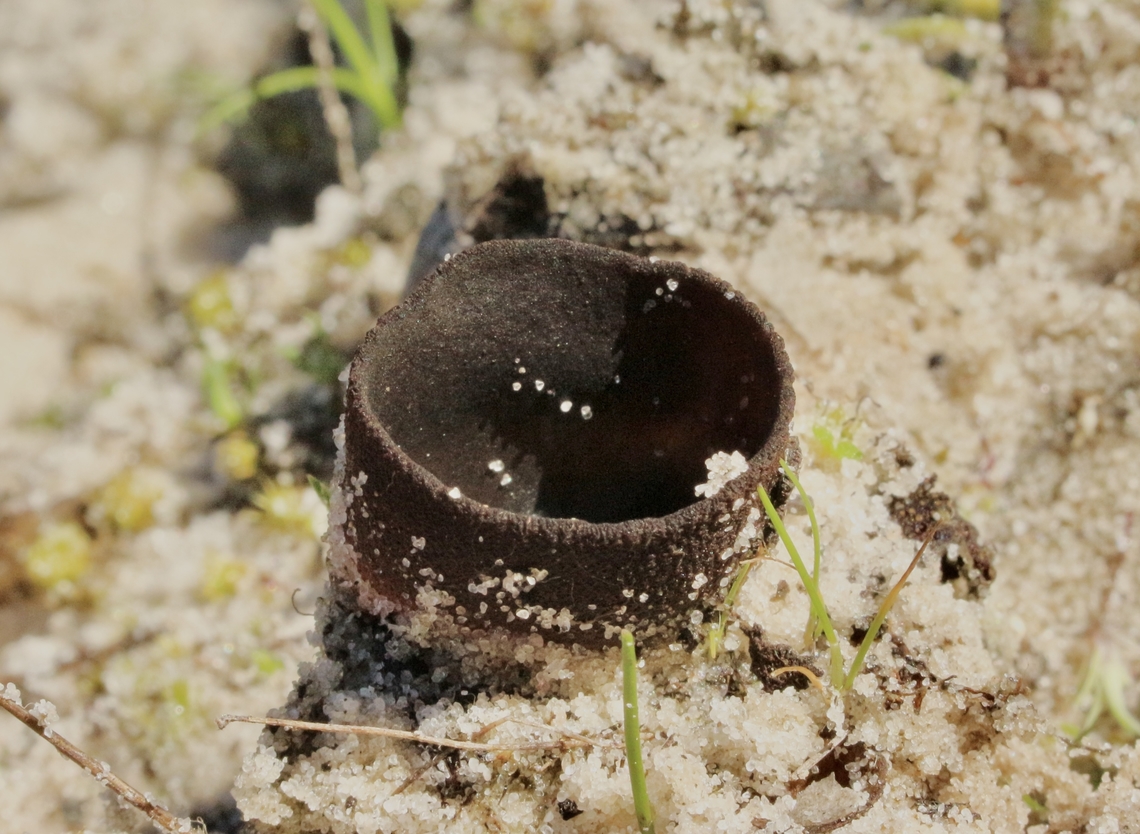 Cup fungus in genus - Peziza Growing in coastal sand dune scrub. Australia,Geotagged,Winter