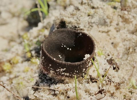 Cup fungus in genus - Peziza Growing in coastal sand dune scrub. Australia,Geotagged,Winter