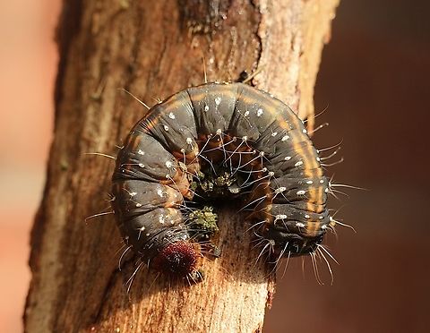 Boisduval’s Autumn Moth - Oenosandra boisduvalii  Australia,Boisduval's Autumn Moth,Geotagged,Oenosandra boisduvalii,Winter