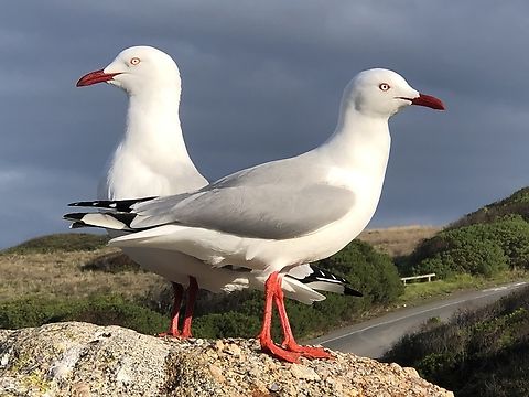 Silver gull - Chroicocephalus novaehollandiae  Australia,Chroicocephalus novaehollandiae,Fall,Geotagged,Silver gull