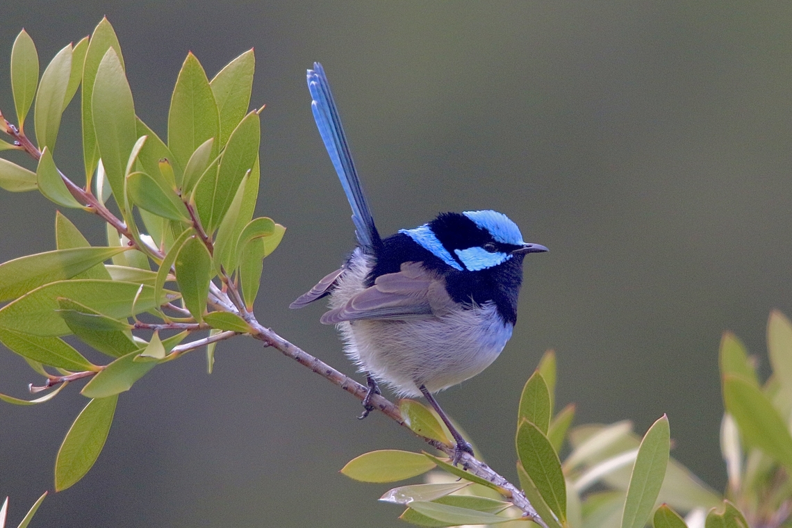Superb Fairywren - Malurus cyaneus  Malurus cyaneus,Superb Fairywren