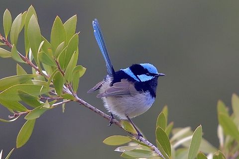 Superb Fairywren - Malurus cyaneus  Malurus cyaneus,Superb Fairywren