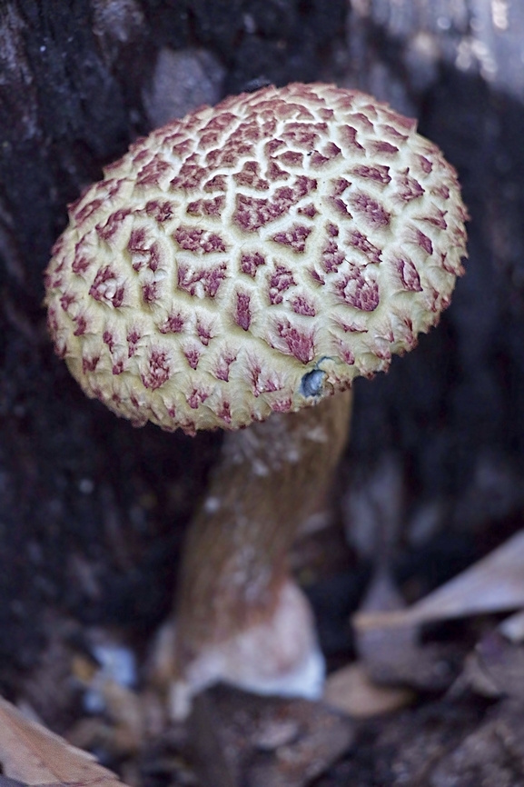 Shaggy Cap - Boletellus emodensis  Australia,Boletellus emodensis,Fall,Geotagged,Shaggy Cap