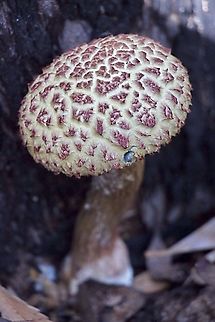 Shaggy Cap - Boletellus emodensis  Australia,Boletellus emodensis,Fall,Geotagged,Shaggy Cap