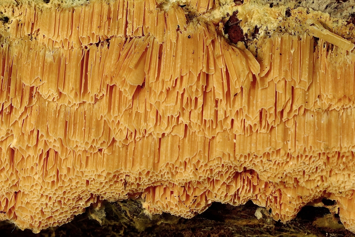 Unidentified Shelf fungi - Polyporalis Observed growing on decaying wood. Geotagged,Summer,United States