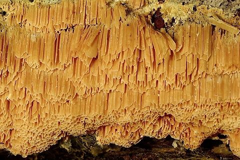 Unidentified Shelf fungi - Polyporalis Observed growing on decaying wood. Geotagged,Summer,United States
