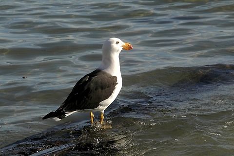 Pacific Gull - Larus pacificus  Australia,Fall,Geotagged,Larus pacificus,Pacific Gull