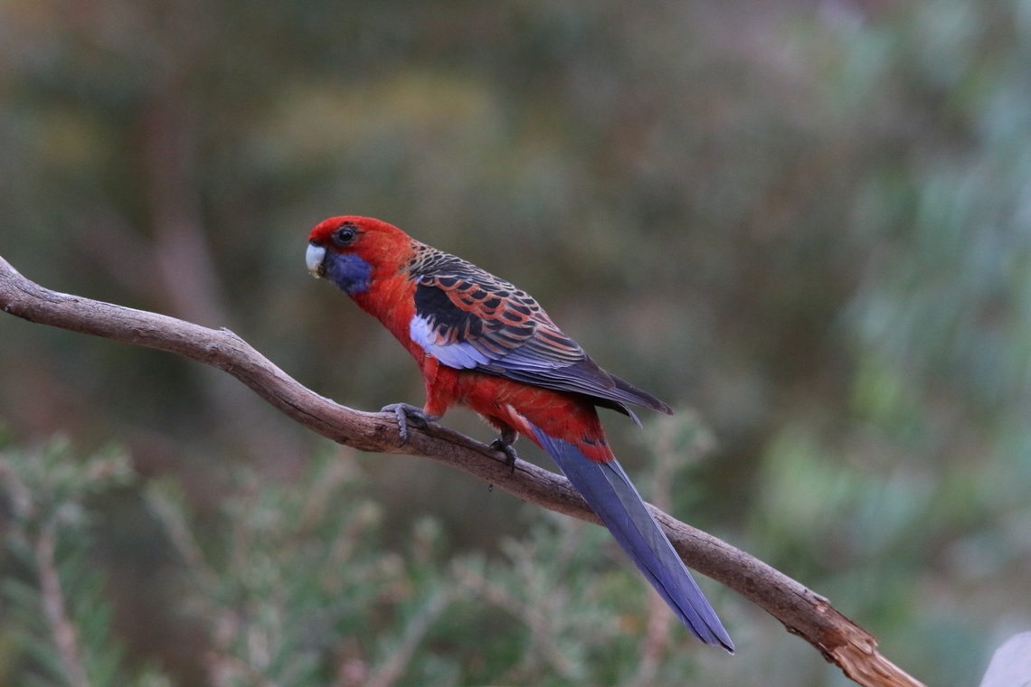 Crimson Rosella - Platycercus elegans  Australia,Crimson rosella,Fall,Geotagged,Platycercus elegans