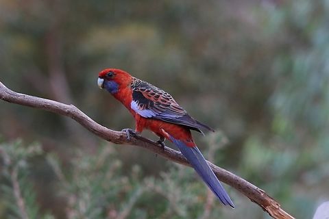 Crimson Rosella - Platycercus elegans  Australia,Crimson rosella,Fall,Geotagged,Platycercus elegans