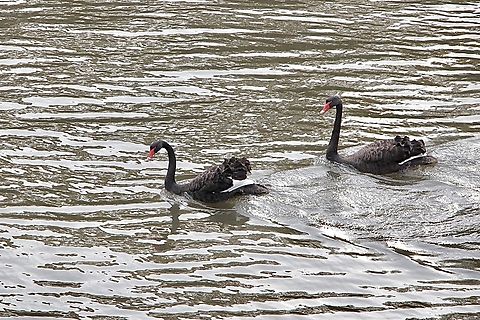 Black Swan - Cygnus atratus  Australia,Black Swan,Cygnus atratus,Fall,Geotagged