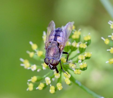 Snout fly species - Stomorhina subapicalis  Australia,Geotagged,Spring,Stomorhina subapicalis