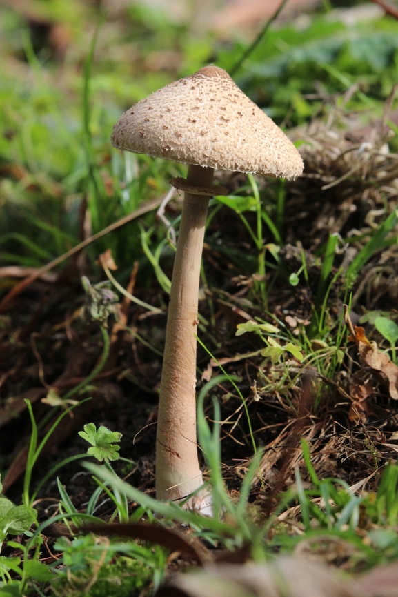 Macrolepiota macilenta  Australia,Fall,Geotagged,Macrolepiota macilenta