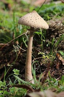 Macrolepiota macilenta  Australia,Fall,Geotagged,Macrolepiota macilenta