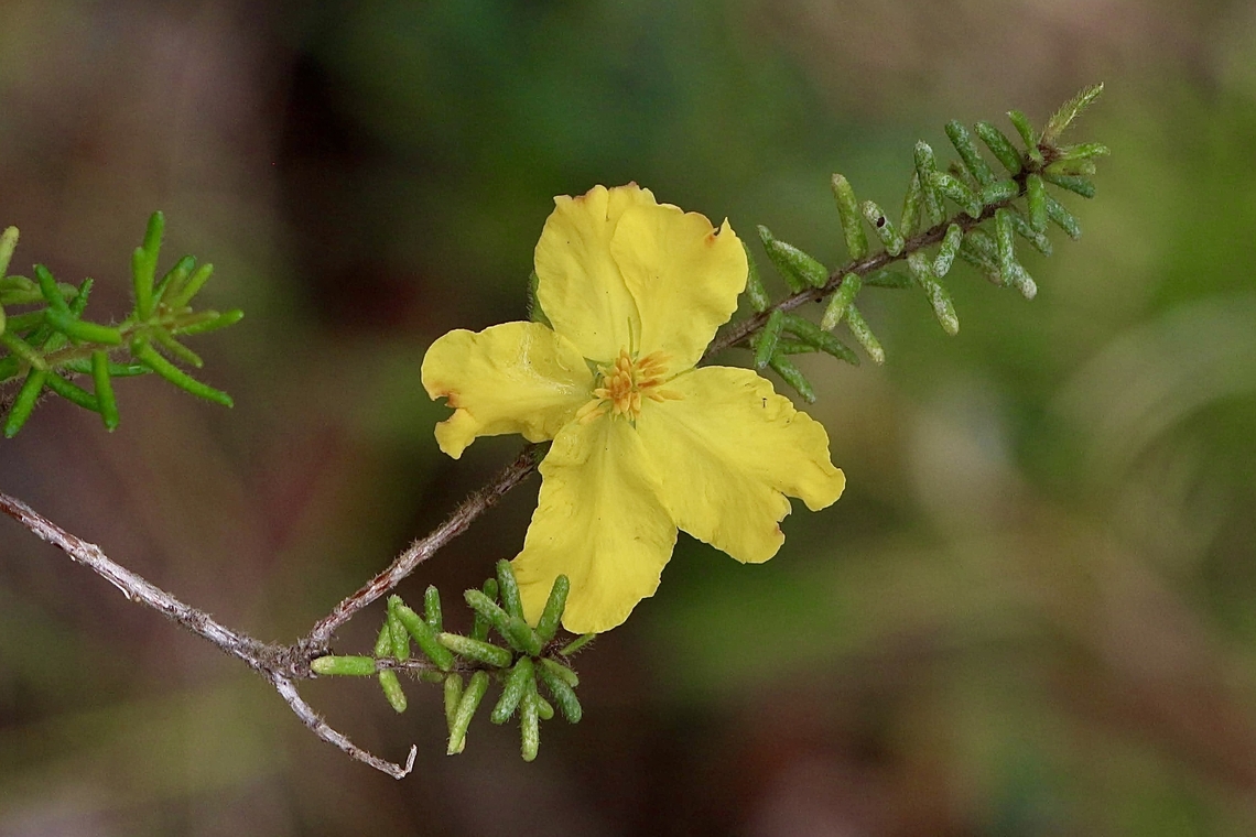 Unidentified species of genus Hibbertia  Australia,Geotagged,Summer
