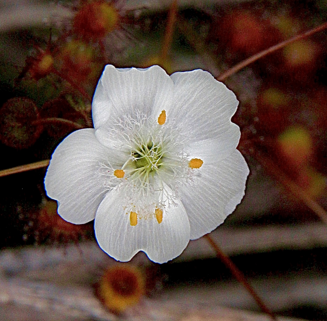 Climbing Sundew flower - Drosera planchonii  Drosera blanchonii,Drosera planchonii,Geotagged,Summer
