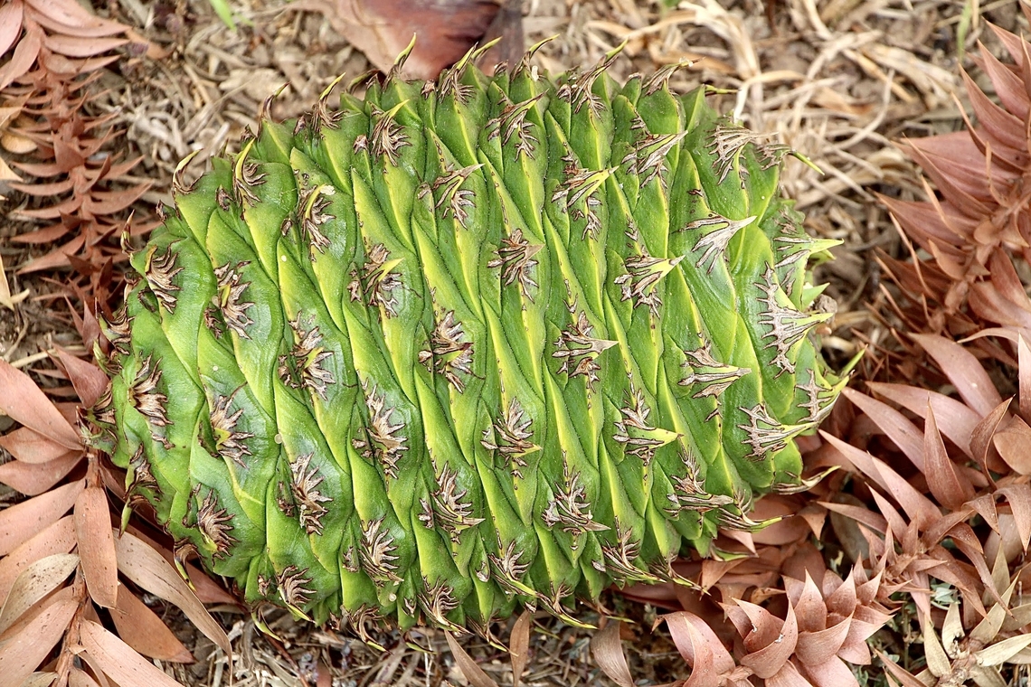 Norfolk Island pine - Norfolk Island pine ( cone) The tree is commonly used in roadside plantings in mainland Australia ( mostly along beaches) Araucaria heterophylla,Australia,Geotagged,Norfolk Island pine,Summer