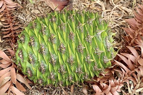 Norfolk Island pine - Norfolk Island pine ( cone) The tree is commonly used in roadside plantings in mainland Australia ( mostly along beaches) Araucaria heterophylla,Australia,Geotagged,Norfolk Island pine,Summer