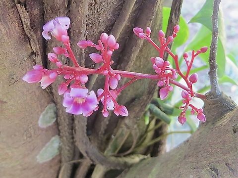 Star fruit or Carambola - Averrhoa carambola                                 Averrhoa carambola,Carambola,Geotagged,Summer,Vietnam