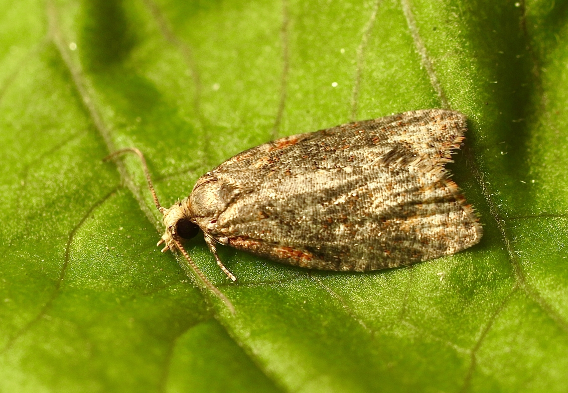 Capua intractana Attracted to UV light. Australia,Capua intractana,Geotagged,Winter