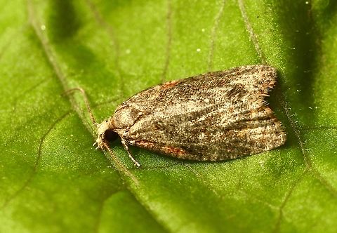 Capua intractana Attracted to UV light. Australia,Capua intractana,Geotagged,Winter