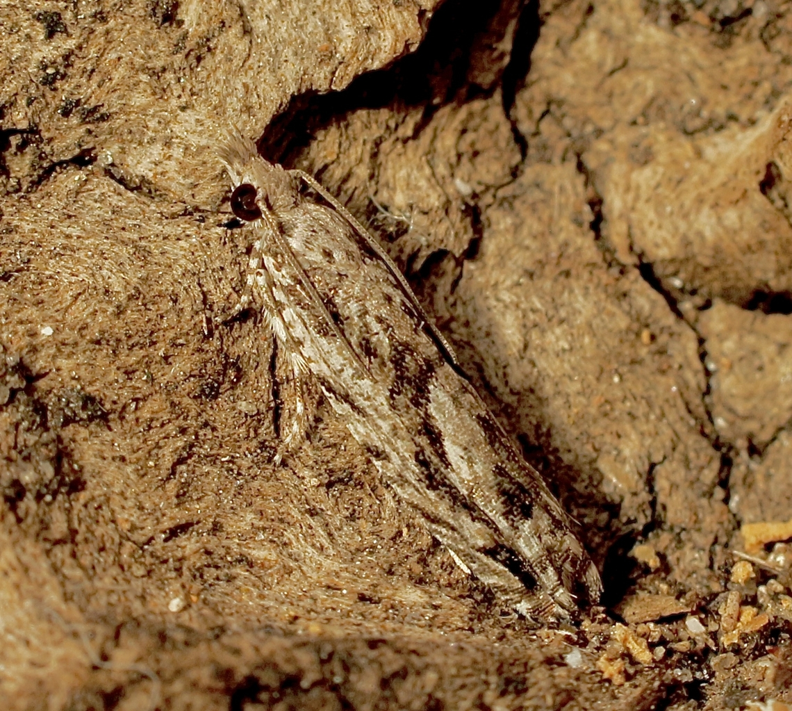 Holocola thalassinana Attracted to UV light . Australia,Geotagged,Holocola thalassinana,Winter
