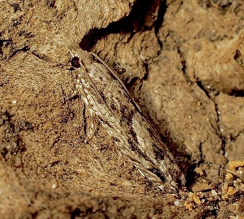 Holocola thalassinana Attracted to UV light . Australia,Geotagged,Holocola thalassinana,Winter