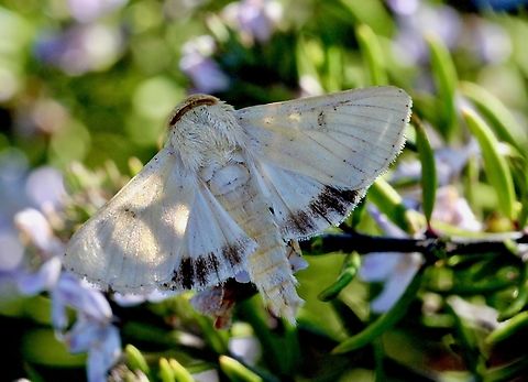 Australian bollworm - Helicoverpa punctigera Attracted to UV light. Australia,Australian Fruitworm,Geotagged,Helicoverpa punctigera,Spring