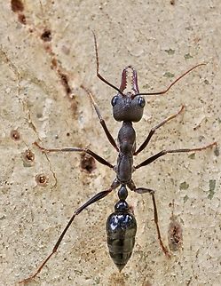 Inch Ant - Myrmecia pyriformis  Australia,Geotagged,Inch Ant,Myrmecia pyriformis,Spring