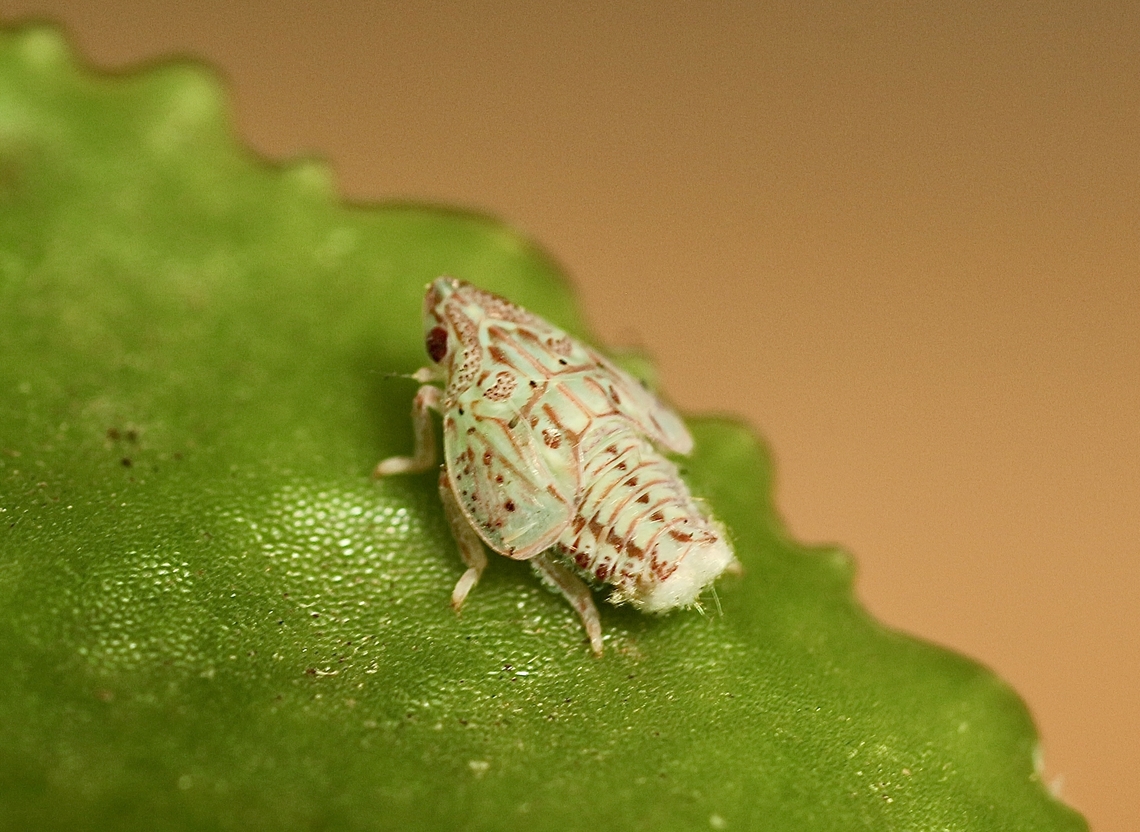 Torpedo bug - Siphanta acuta Torpedo bug nymph,attracted to UV light on a cold winter&rsquo;s night. Australia,Geotagged,Siphanta acuta,Torpedo bug,Winter