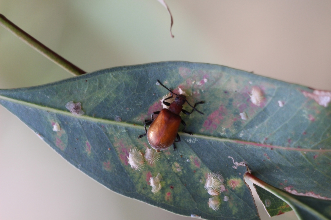Honeybrown Beetle - Ecnolagria grandis Feeding on lace lerbs on a eucalyptus leaf. Australia,Ecnolagria grandis,Geotagged,Honeybrown beetle,Spring