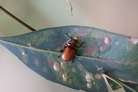 Honeybrown Beetle - Ecnolagria grandis Feeding on lace lerbs on a eucalyptus leaf. Australia,Ecnolagria grandis,Geotagged,Honeybrown beetle,Spring
