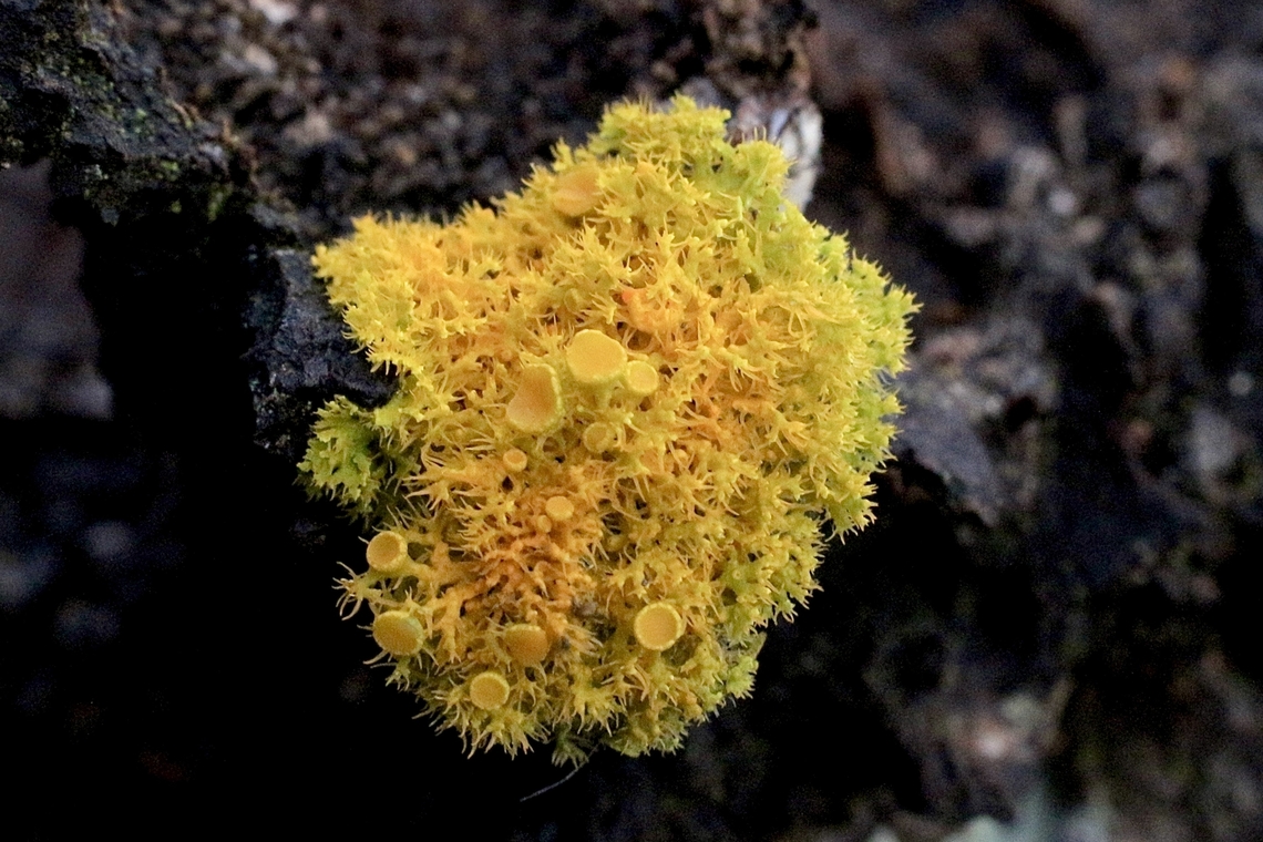 Golden-eye lichen - Teloschistes chrysophtalmus Growing on tree stump. Australia,Geotagged,Spring,Teloschistes  chrysophthalmus,Teloschistes chrysophthalmus