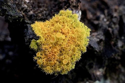 Golden-eye lichen - Teloschistes chrysophtalmus Growing on tree stump. Australia,Geotagged,Spring,Teloschistes  chrysophthalmus,Teloschistes chrysophthalmus