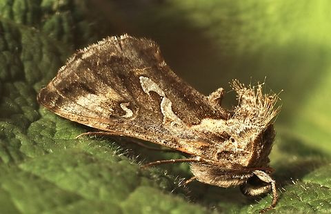 Tobacco Looper - Chrysodeixis argentifera Attracted to UV light. Australia,Chrysodeixis argentifera,Geotagged,Winter