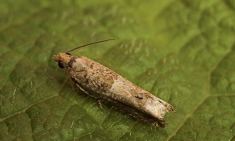 Cotton Tipworm, Australia  Australia,Cotton tipworm,Crocidosema plebejana,Geotagged,Winter