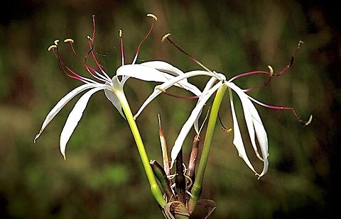 Swamp Lily - Crinum pedunculatum  Australia,Crinum pedunculatum,Geotagged,Swamp Lily,Winter