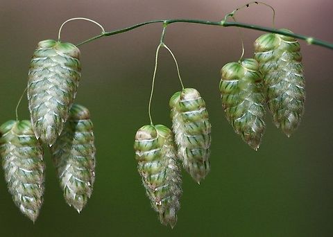 Greater Quaking Grass  Australia,Briza maxima,Geotagged,Greater Quaking Grass,Winter