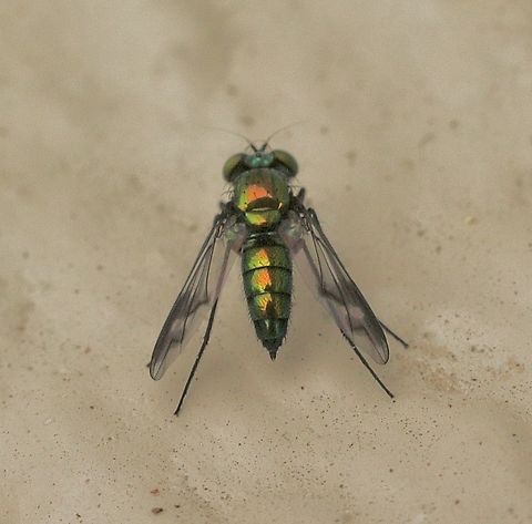 Longlegged fly -  Condylostylus patibulatus  Condylostylus patibulatus,Geotagged,United States,Winter