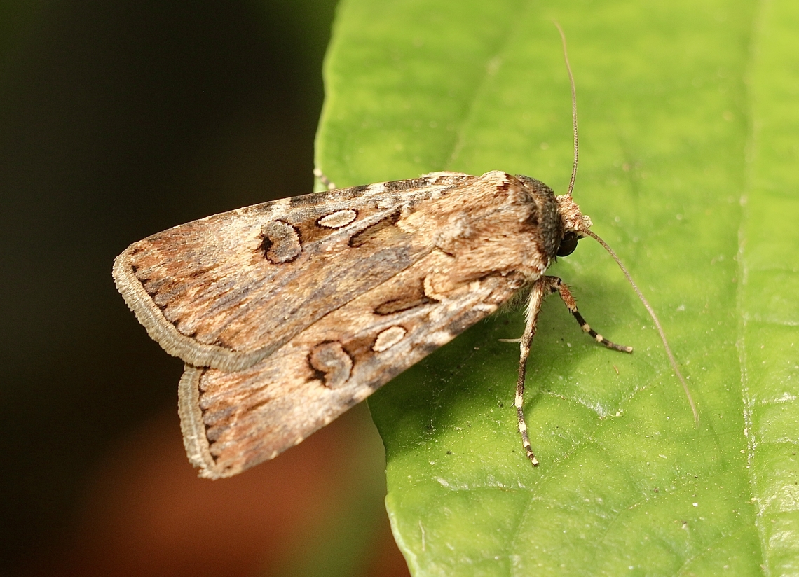 Brown cutworm - Agrotis munda Attracted to UV light. Agrotis munda,Australia,Brown Cutworm,Geotagged,Summer