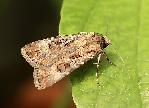 Brown cutworm - Agrotis munda Attracted to UV light. Agrotis munda,Australia,Brown Cutworm,Geotagged,Summer