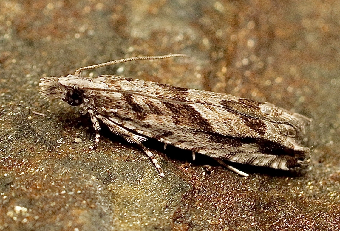 Holocola thalassinana Attracted to UV light. Australia,Geotagged,Holocola thalassinana,Summer
