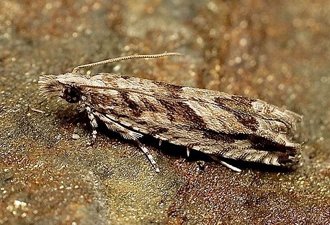 Holocola thalassinana Attracted to UV light. Australia,Geotagged,Holocola thalassinana,Summer