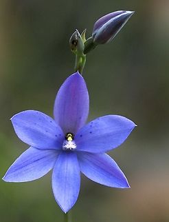 Spotted sun orchid - Thelymitra ixioides  Australia,Geotagged,Spotted sun orchid,Thelymitra ixioides,Winter