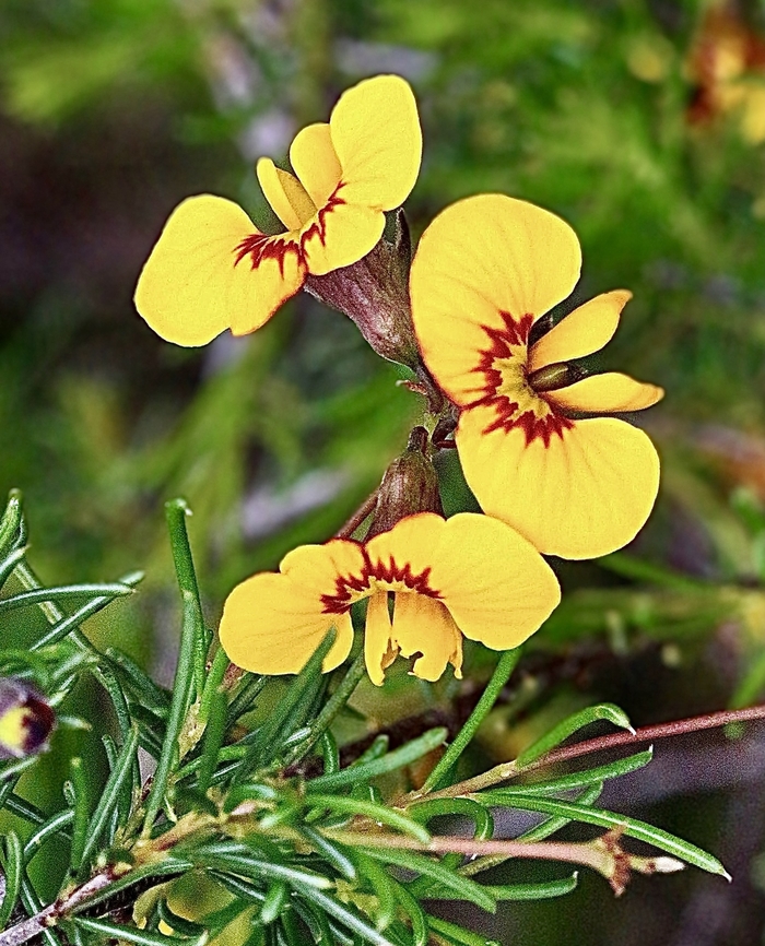 Smooth parrot-pea  Dillwynia glaberrima  Australia,Dillwynia glaberrima,Geotagged,Smooth parrot-pea,Spring