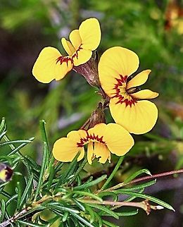 Smooth parrot-pea  Dillwynia glaberrima  Australia,Dillwynia glaberrima,Geotagged,Smooth parrot-pea,Spring