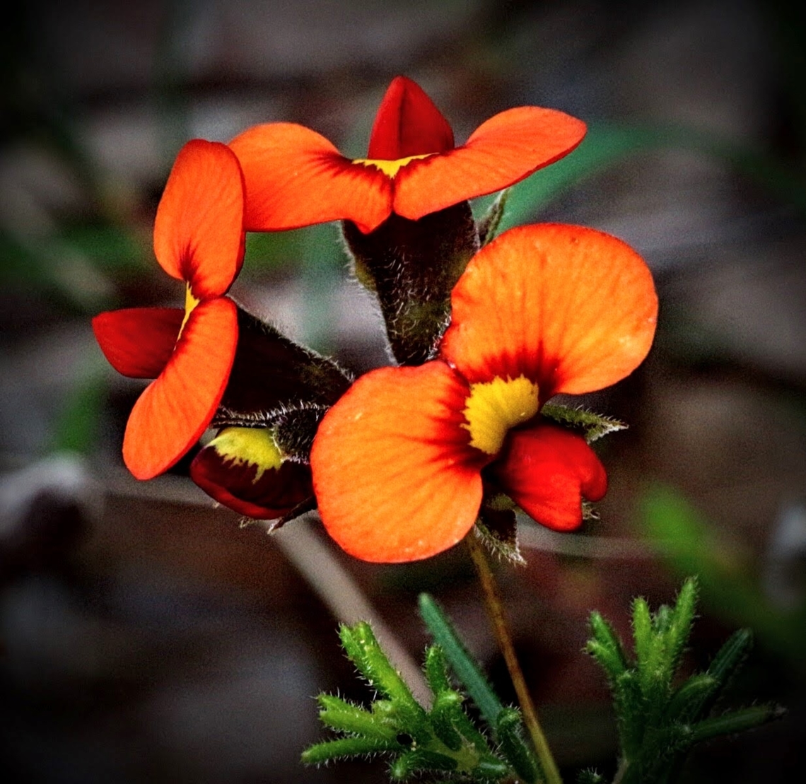 Red parrot-pea. Dillwynia hispida  Australia,Dillwynia hispida,Geotagged,Red parrot-pea,Winter
